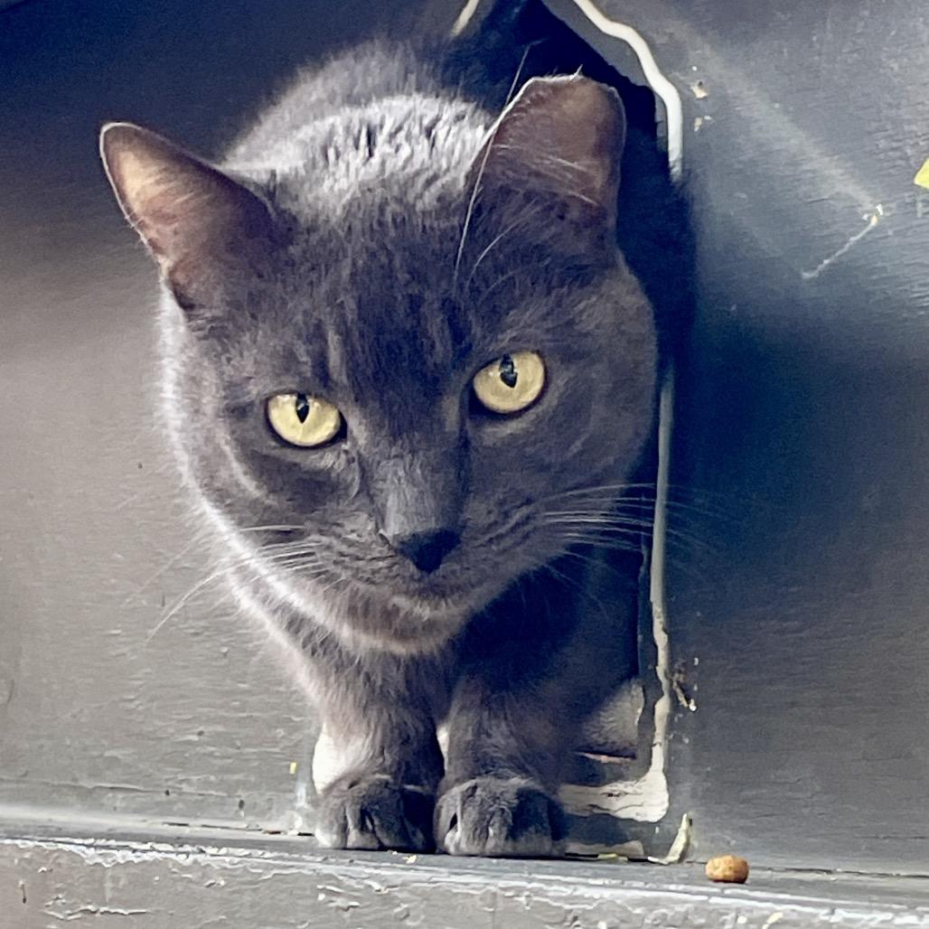 Enlarge Anchovy, a Adoptable mixed breed in Palm Springs, CA image 3/3