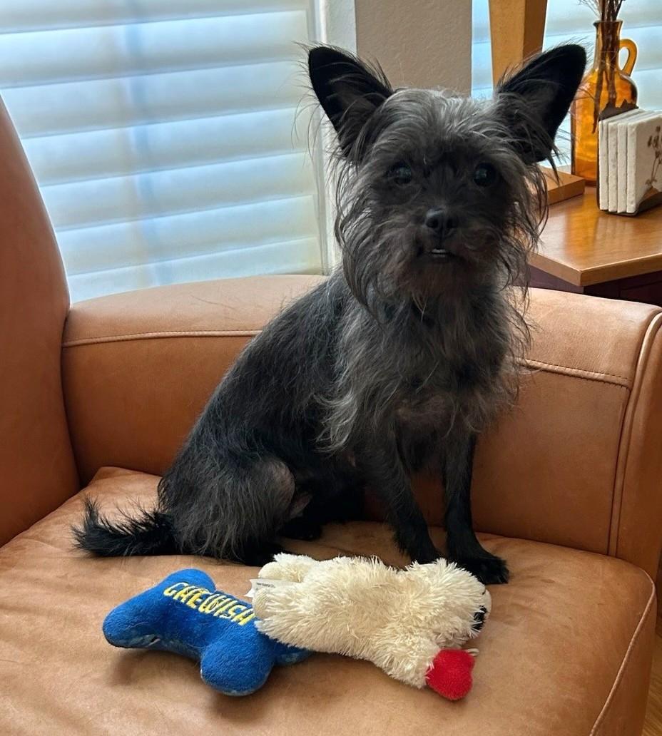 Enlarge Nora, a Adopted mixed breed in Flower Mound, TX image 2/6