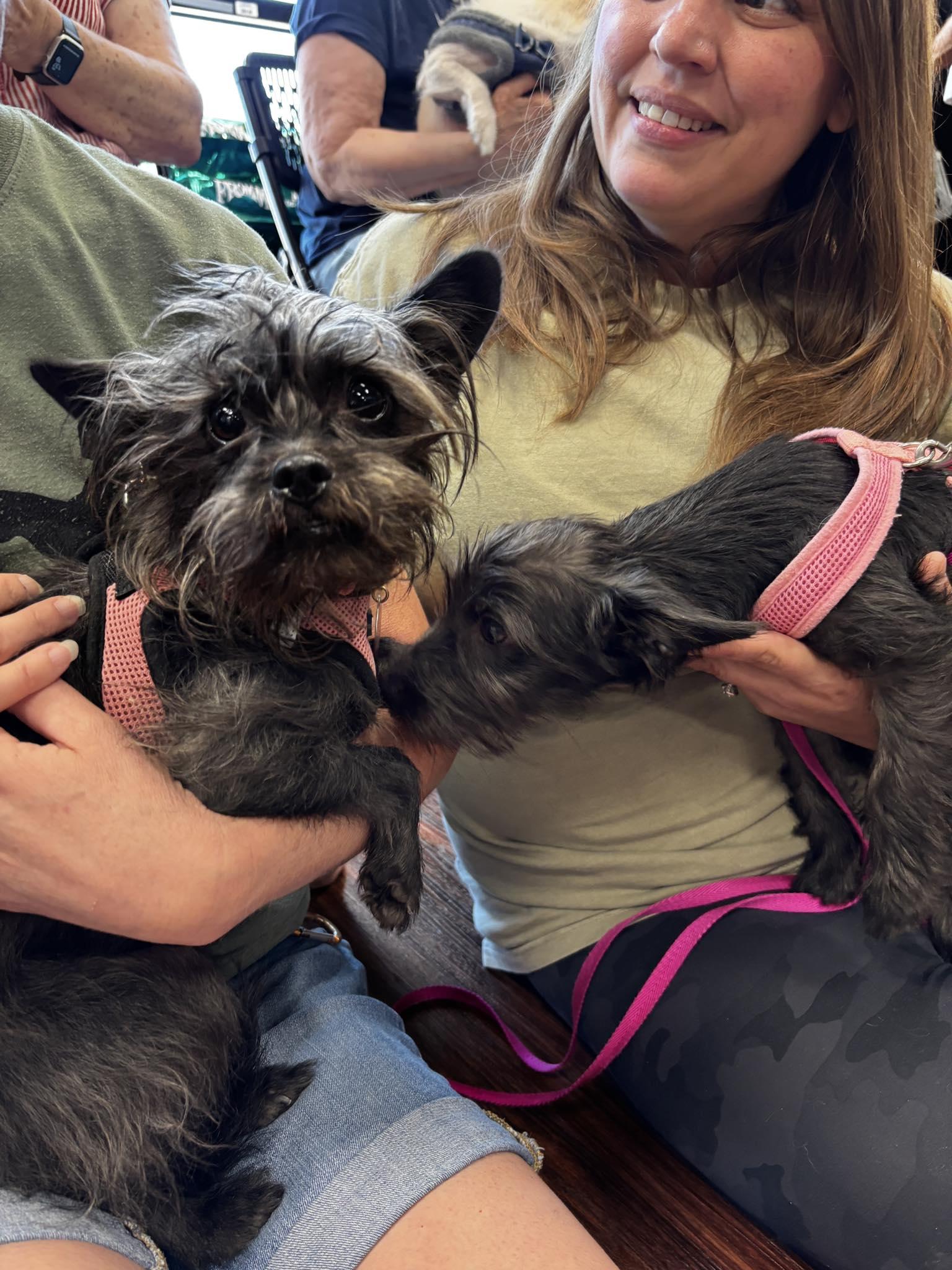 Enlarge Nora, a Adopted mixed breed in Flower Mound, TX image 3/6