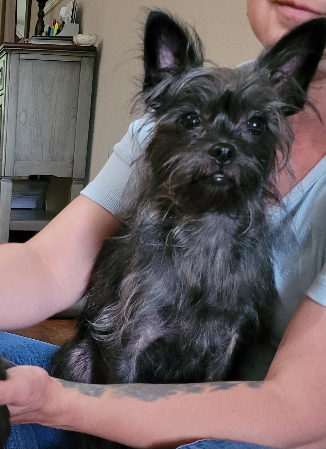 Enlarge Nora, a Adopted mixed breed in Flower Mound, TX image 4/6