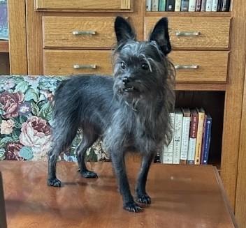 Enlarge Nora, a Adopted mixed breed in Flower Mound, TX image 6/6