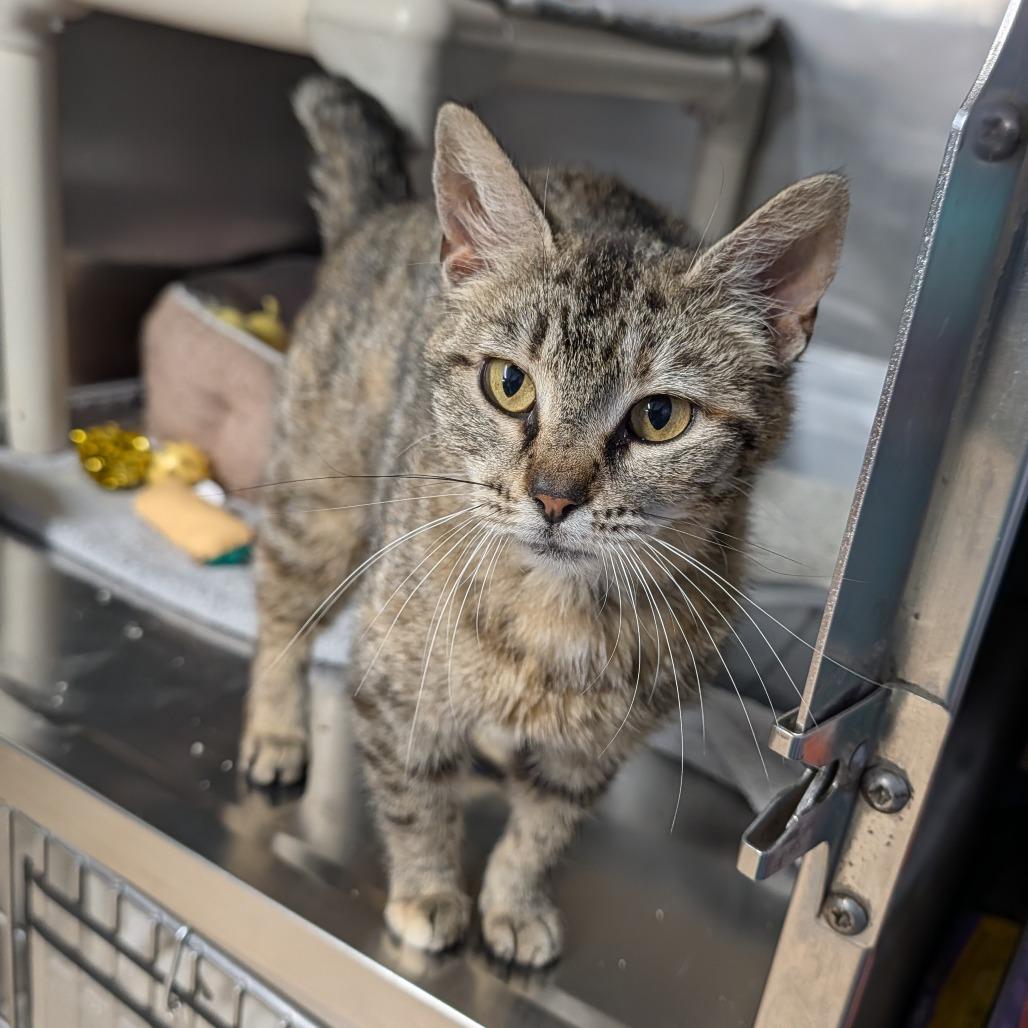 Elara, a ADOPTABLE Domestic Short Hair in Cape Girardeau, MO image 2/2