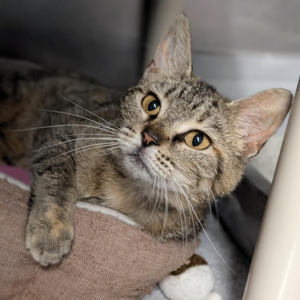 Elara, a ADOPTABLE Domestic Short Hair in Cape Girardeau, MO image 1/2