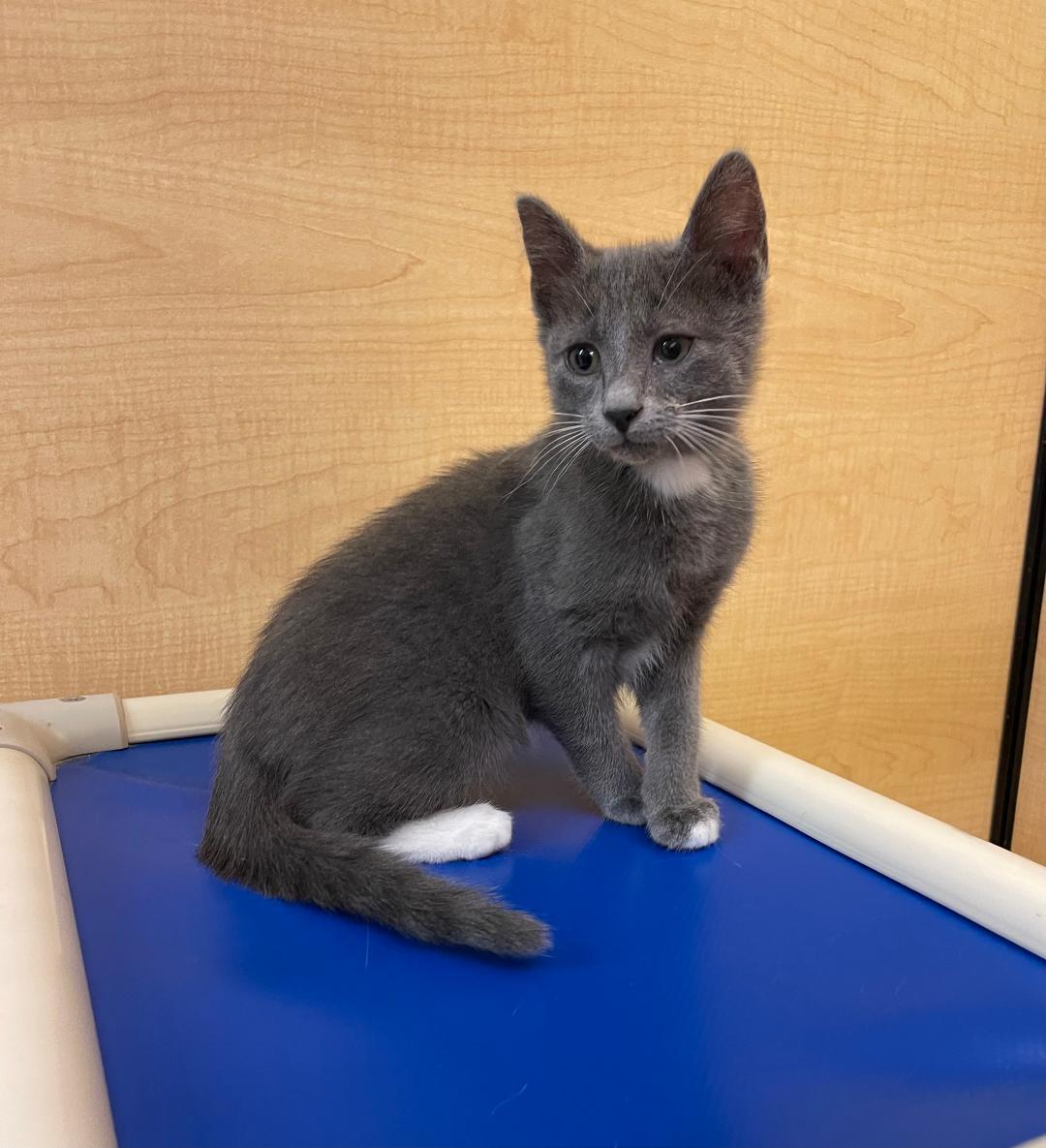 Baloo, ADOPTABLE, Kitten Male Domestic Short Hair.