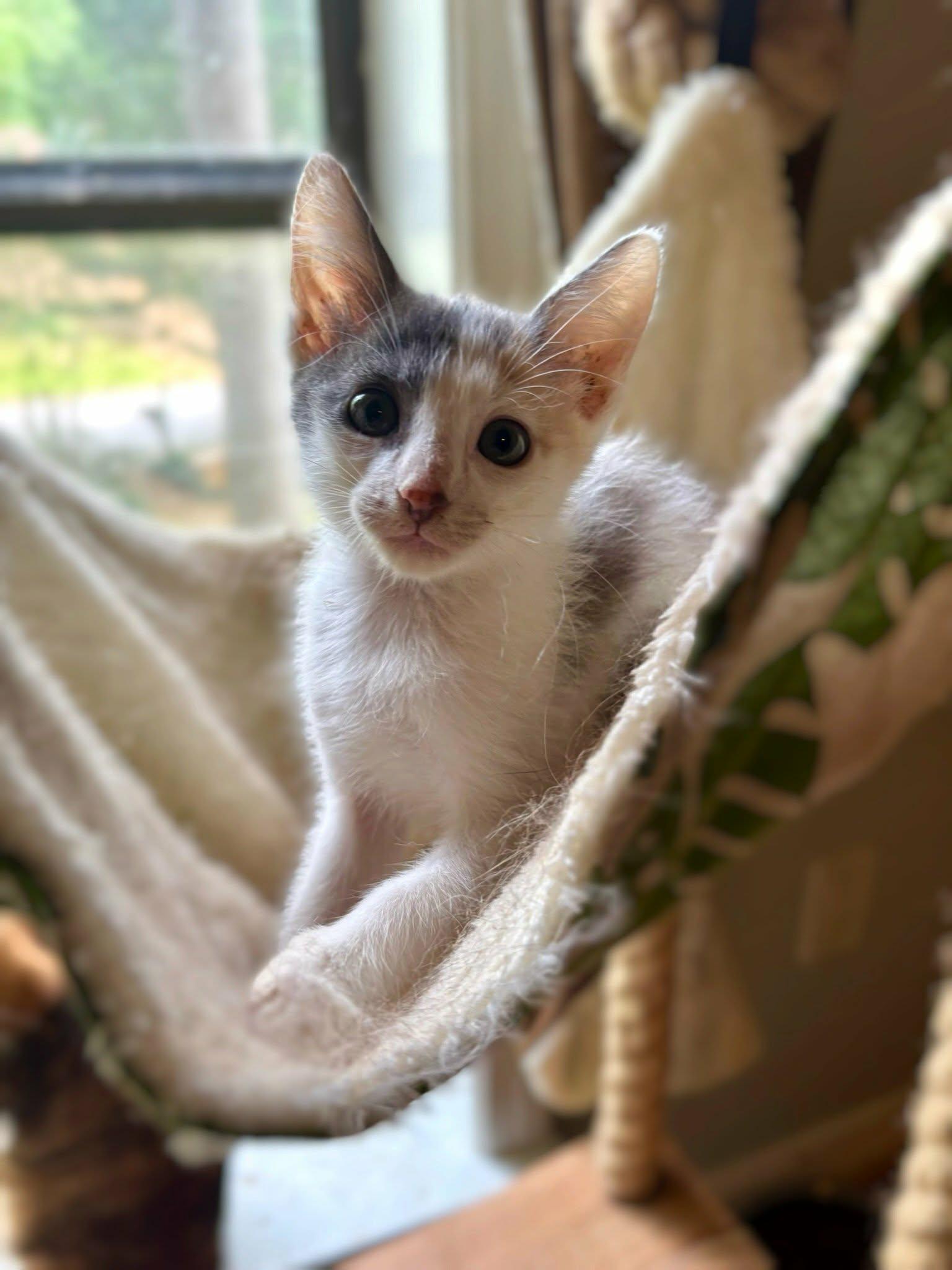 Chassis, Adoptable, Kitten Female Domestic Short Hair.