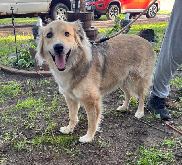 Enlarge Dunne, a Adoptable Golden Retriever in Brooklyn Center, MN image 1/3