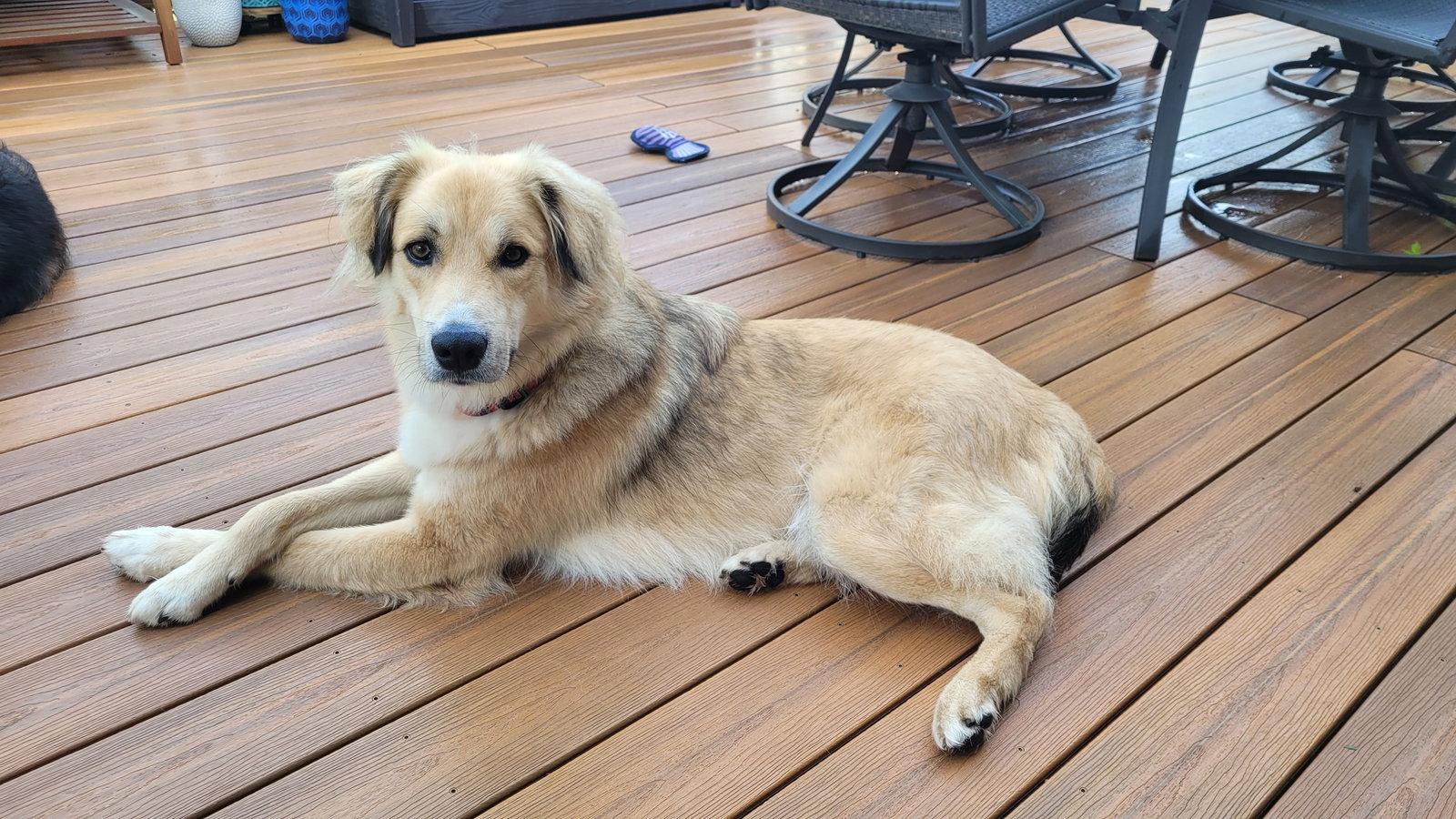 Enlarge Dunne, a Adoptable Golden Retriever in Brooklyn Center, MN image 2/3