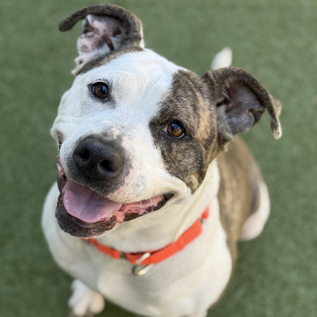 Safety Pin, Adoptable, Adult Female Pit Bull Terrier.