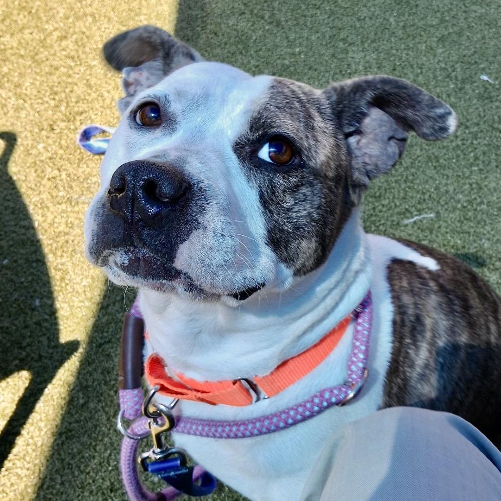 Enlarge Safety Pin, a Adoptable Pit Bull Terrier in Greensboro, NC image 2/6