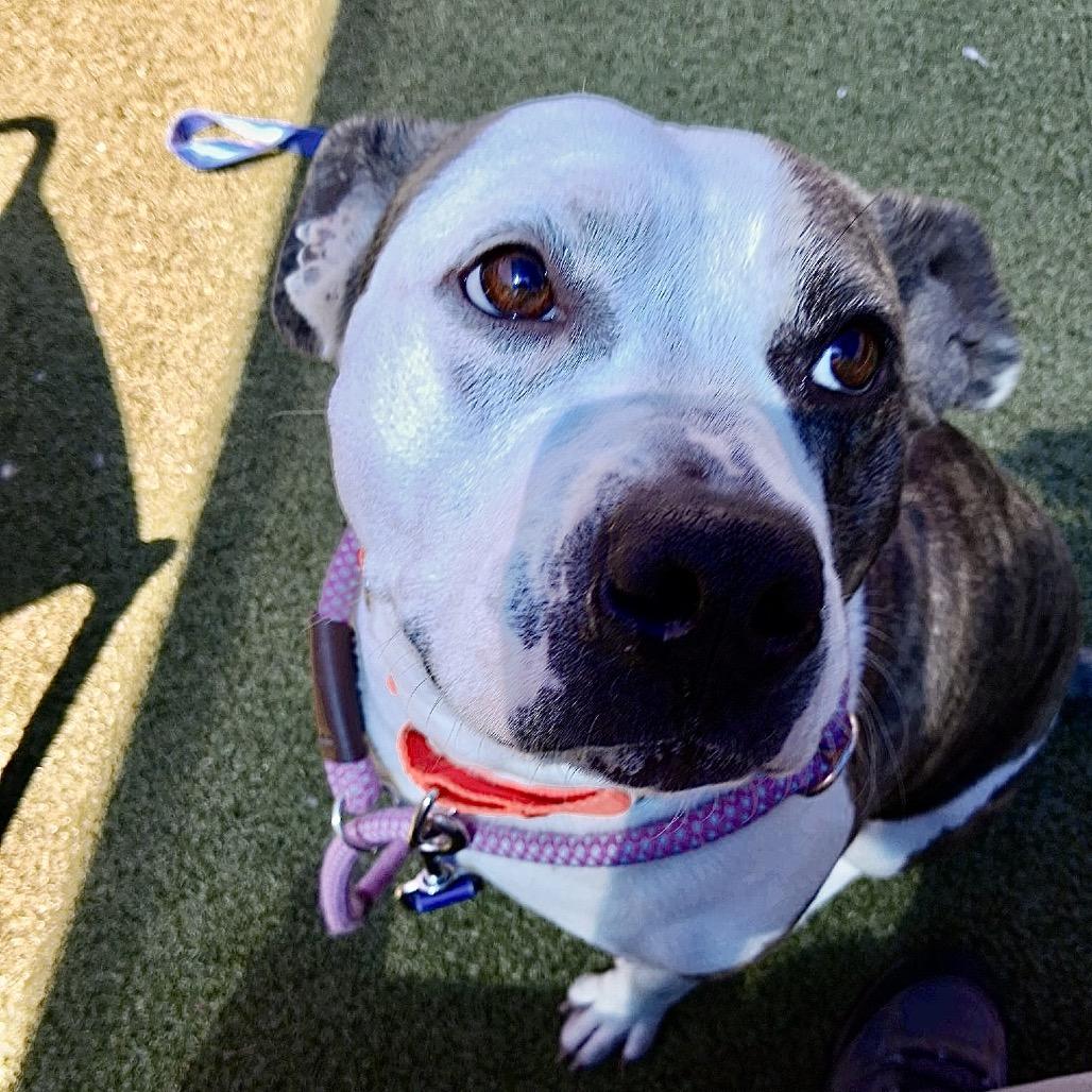 Enlarge Safety Pin, a Adoptable Pit Bull Terrier in Greensboro, NC image 3/6