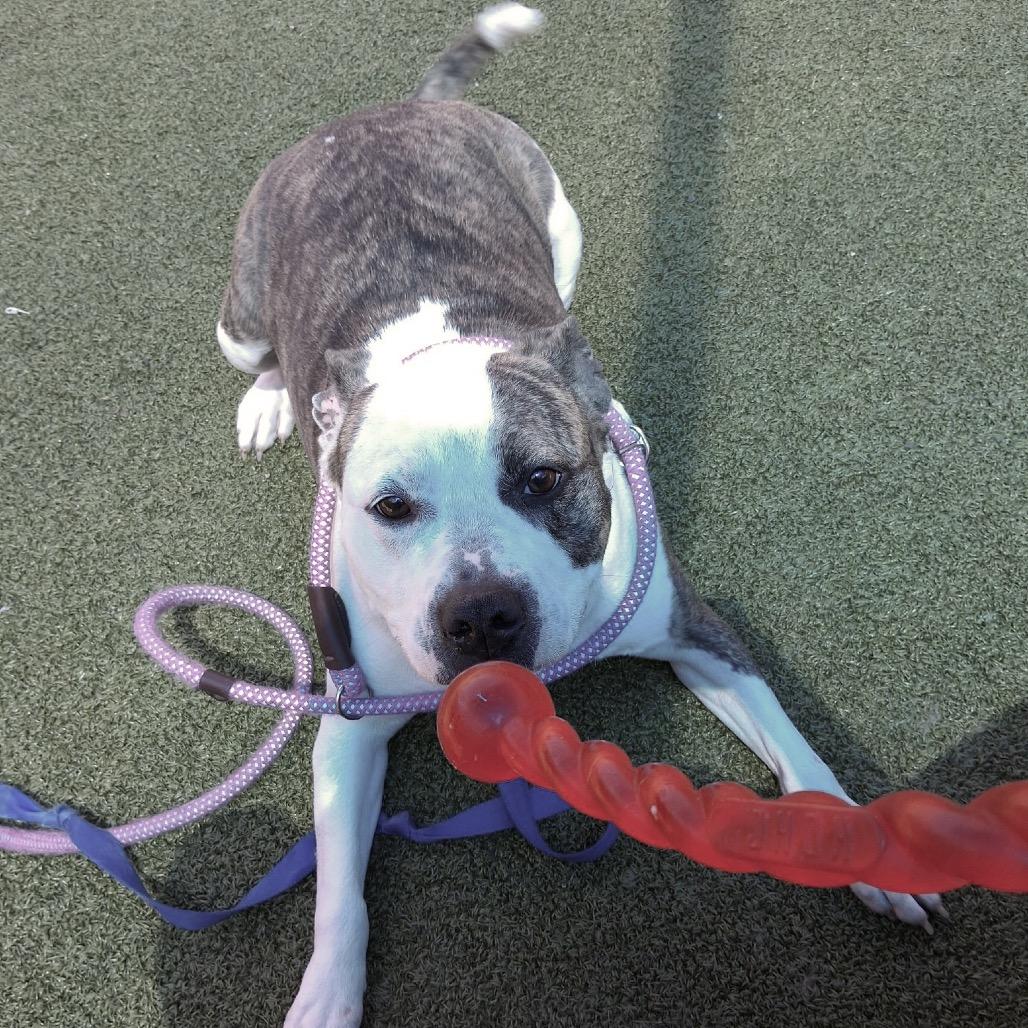 Enlarge Safety Pin, a Adoptable Pit Bull Terrier in Greensboro, NC image 4/6
