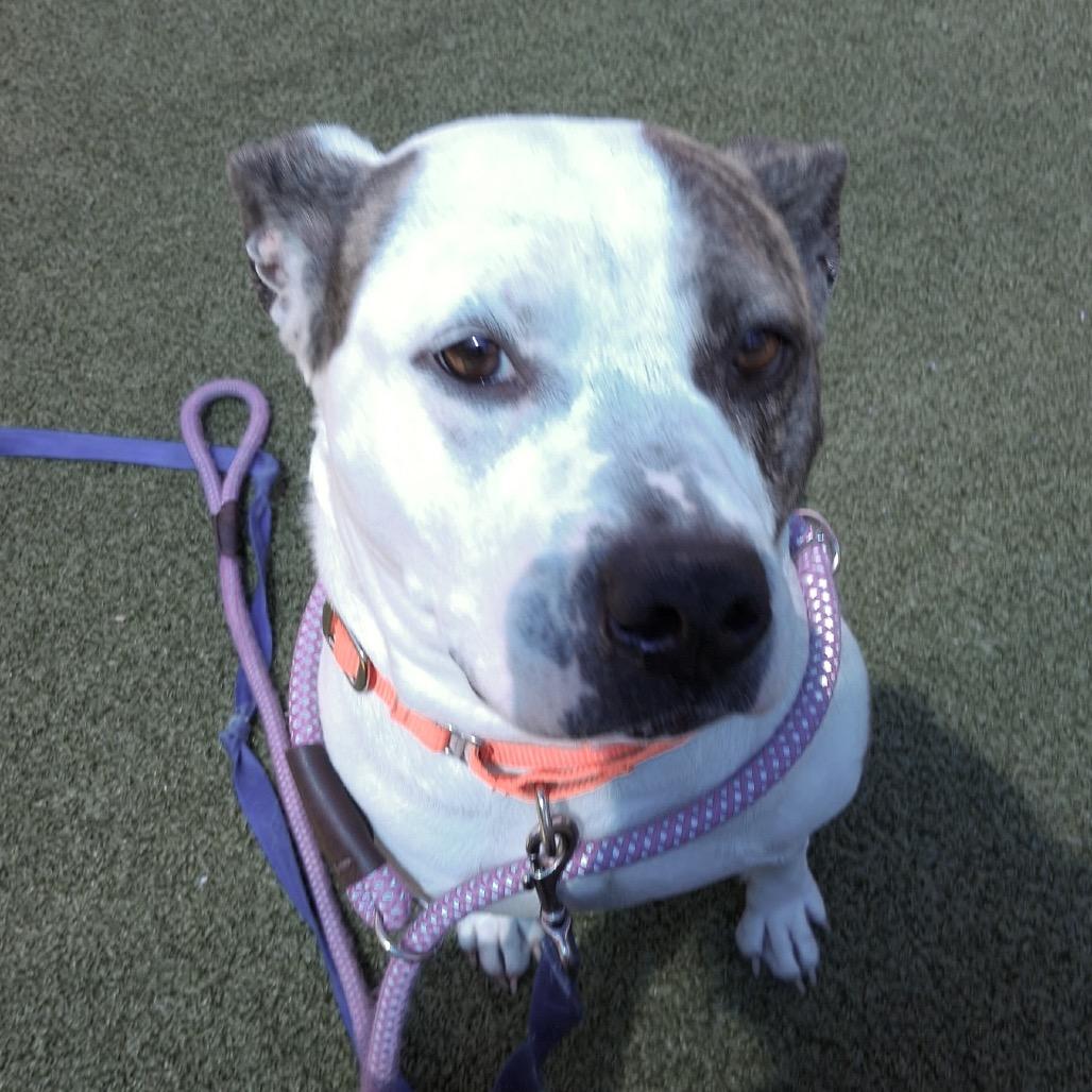Enlarge Safety Pin, a Adoptable Pit Bull Terrier in Greensboro, NC image 5/6