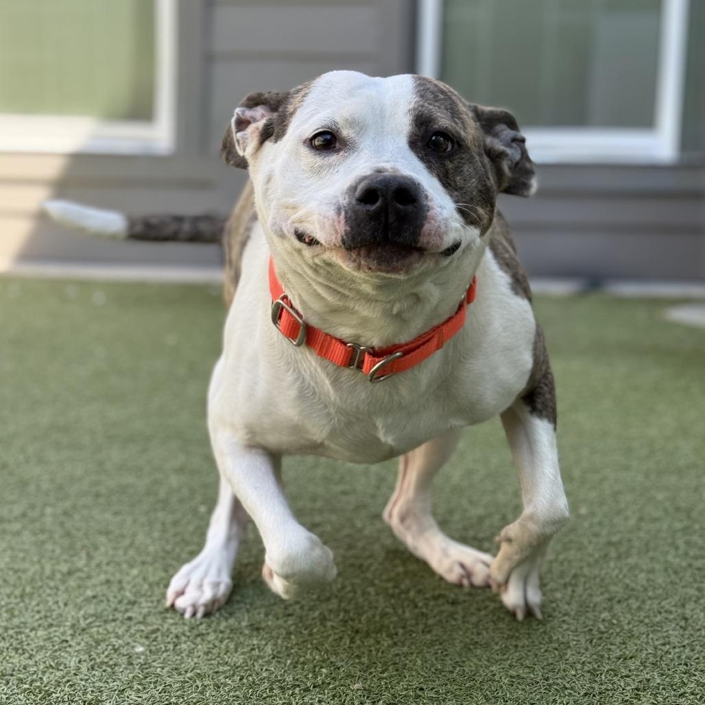 Enlarge Safety Pin, a Adoptable Pit Bull Terrier in Greensboro, NC image 6/6