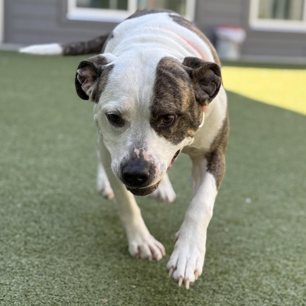 Enlarge Safety Pin, a Adoptable Pit Bull Terrier in Greensboro, NC image 6/6