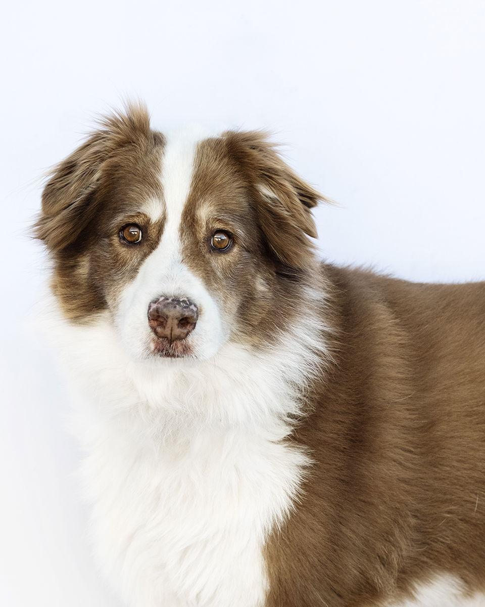 Enlarge BANDITT, a Adoptable Australian Shepherd in Scottsdale, AZ image 1/3