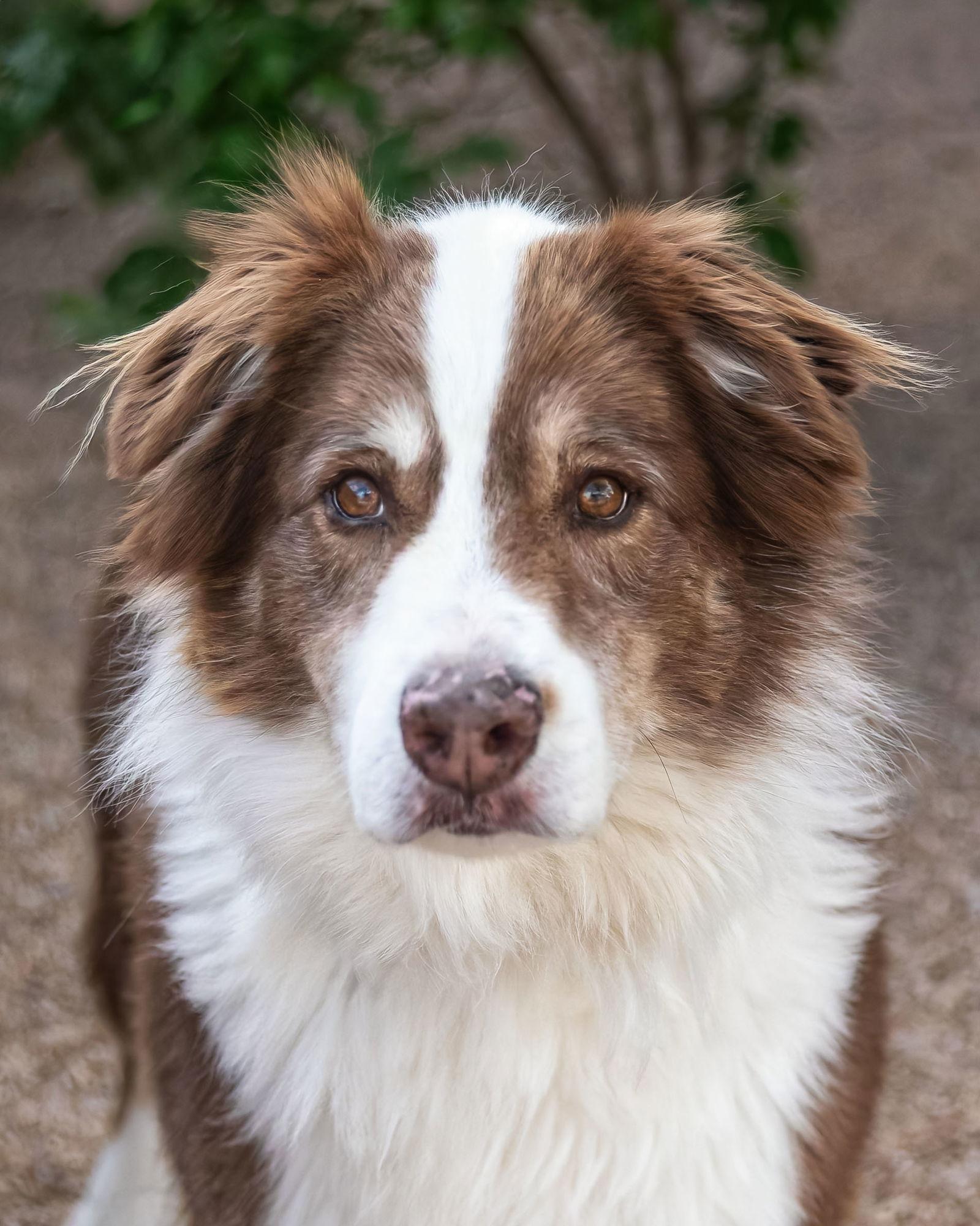 Enlarge BANDITT, a Adoptable Australian Shepherd in Scottsdale, AZ image 2/3