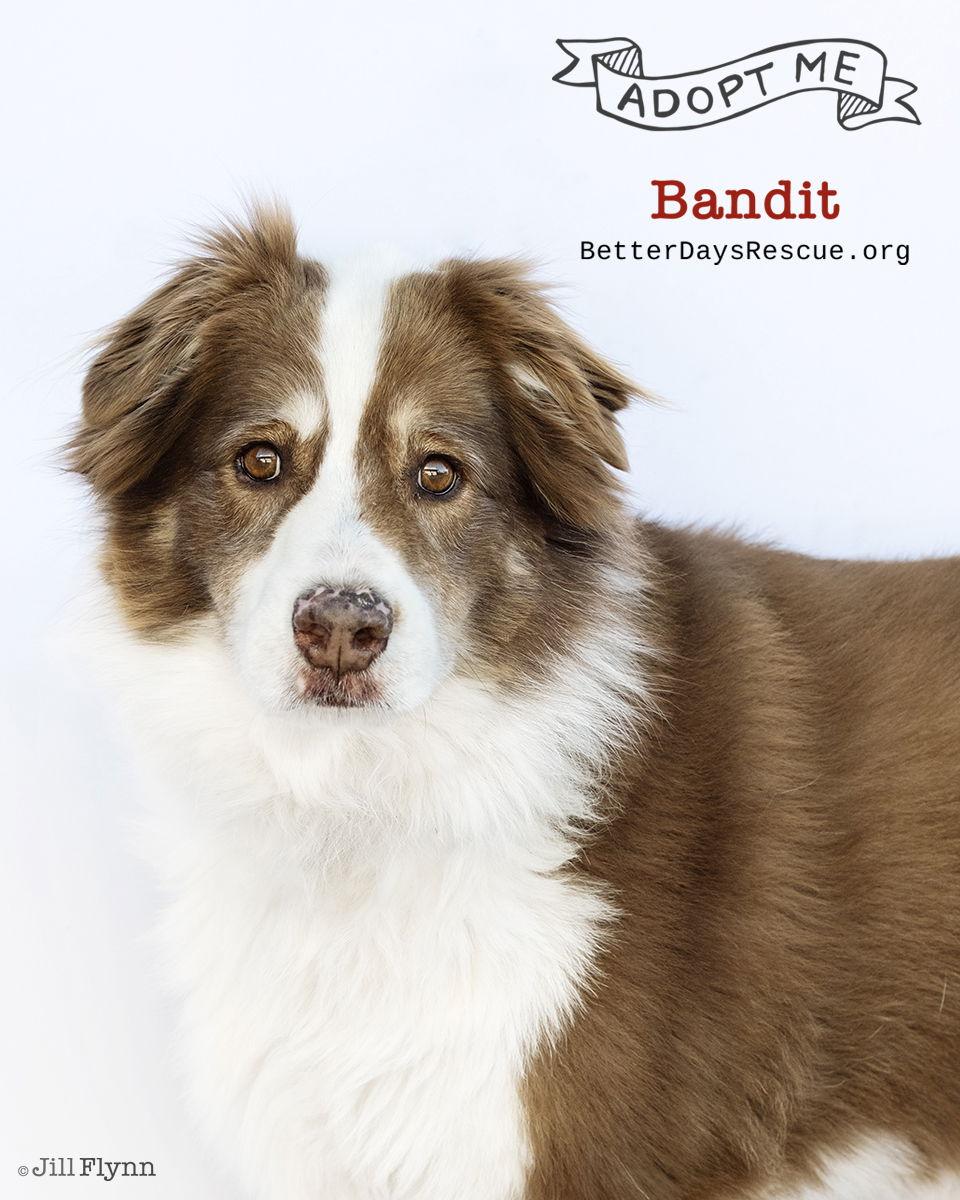 BANDITT, Adoptable, Adult Male Australian Shepherd.