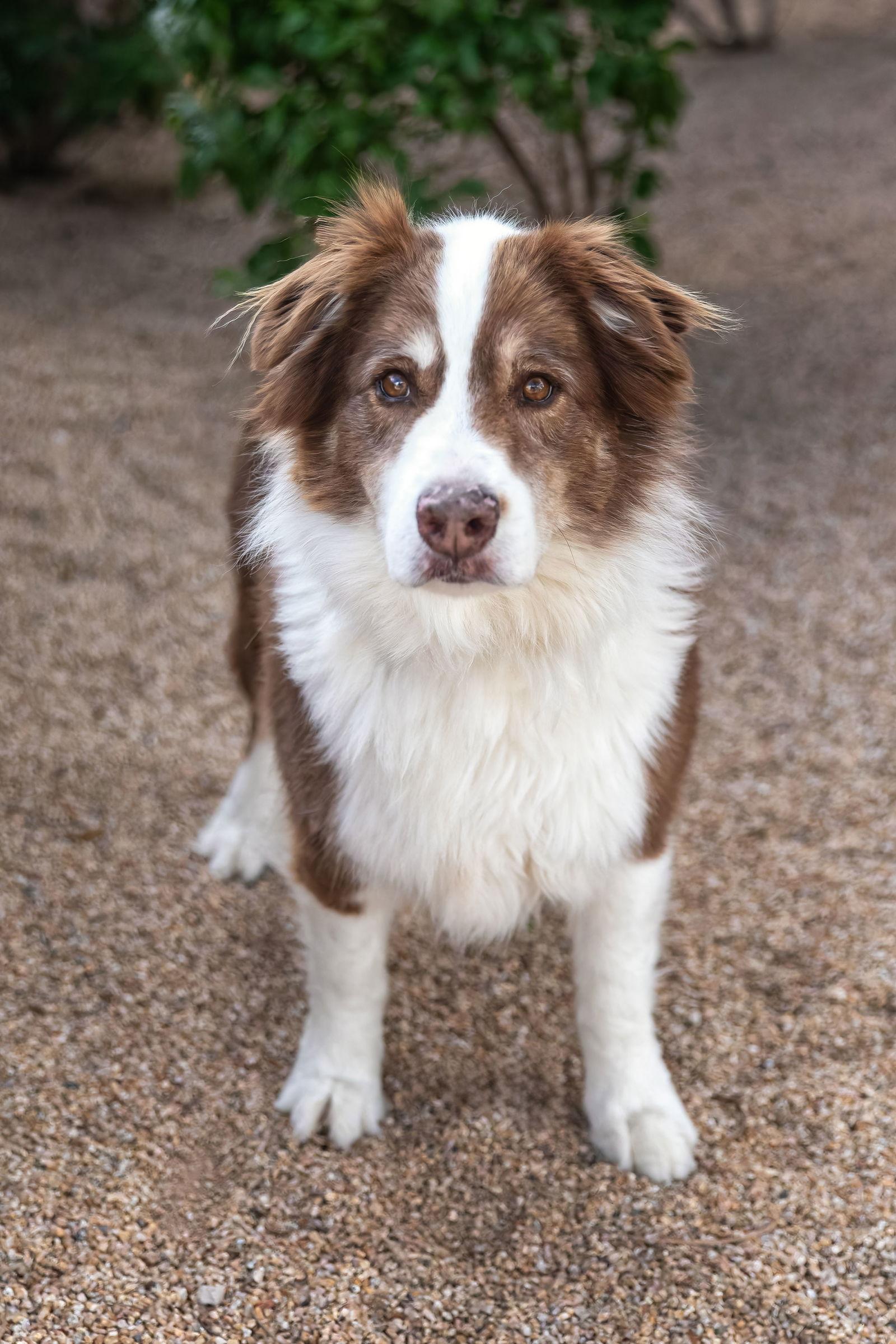 Enlarge BANDITT, a Adoptable Australian Shepherd in Scottsdale, AZ image 3/3