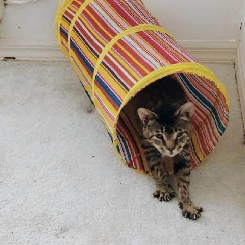 Gladys, Adoptable, Adult Female Tabby.