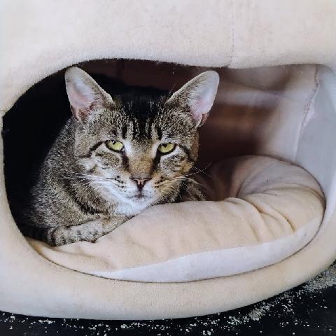 Enlarge Gladys, a Adoptable Tabby in Orlando, FL image 3/3