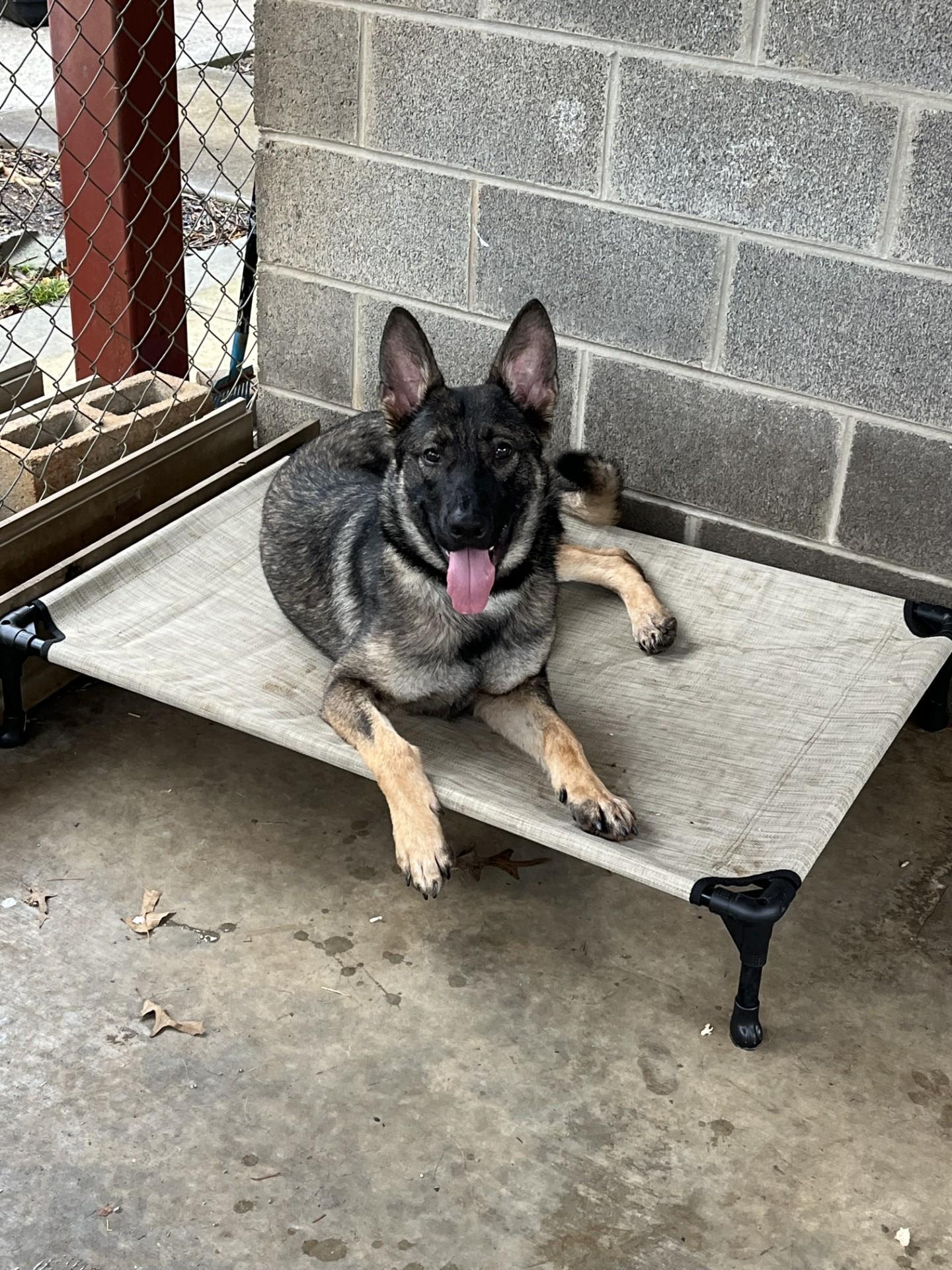 Stryker, Adoptable, Young Male German Shepherd Dog.