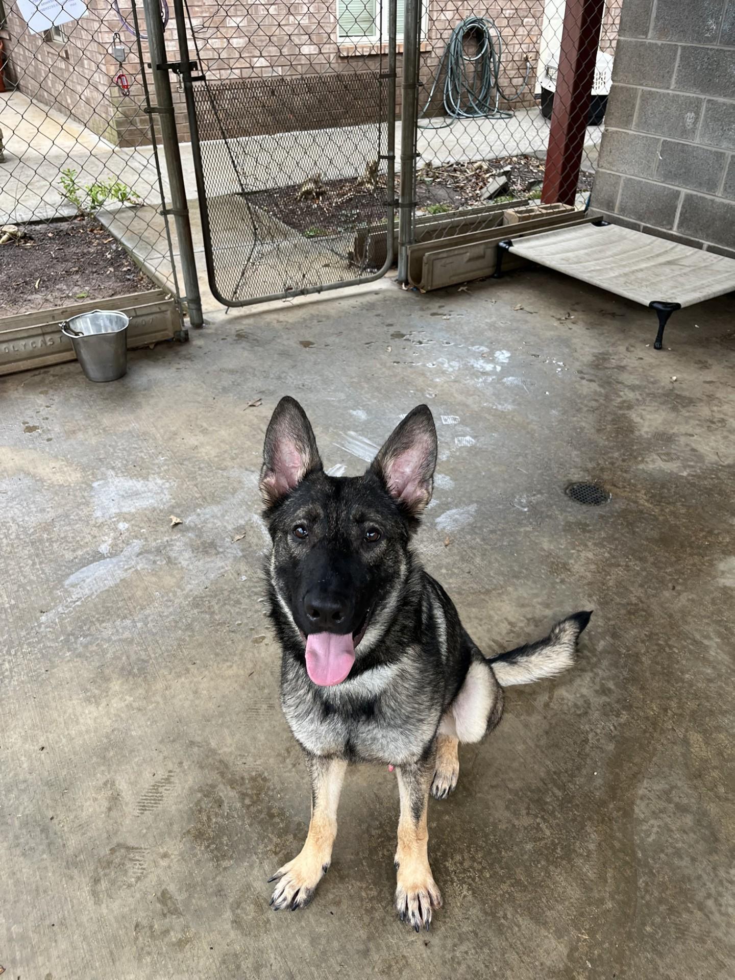 Enlarge Stryker, a Adoptable German Shepherd Dog in Loudon, TN image 2/3