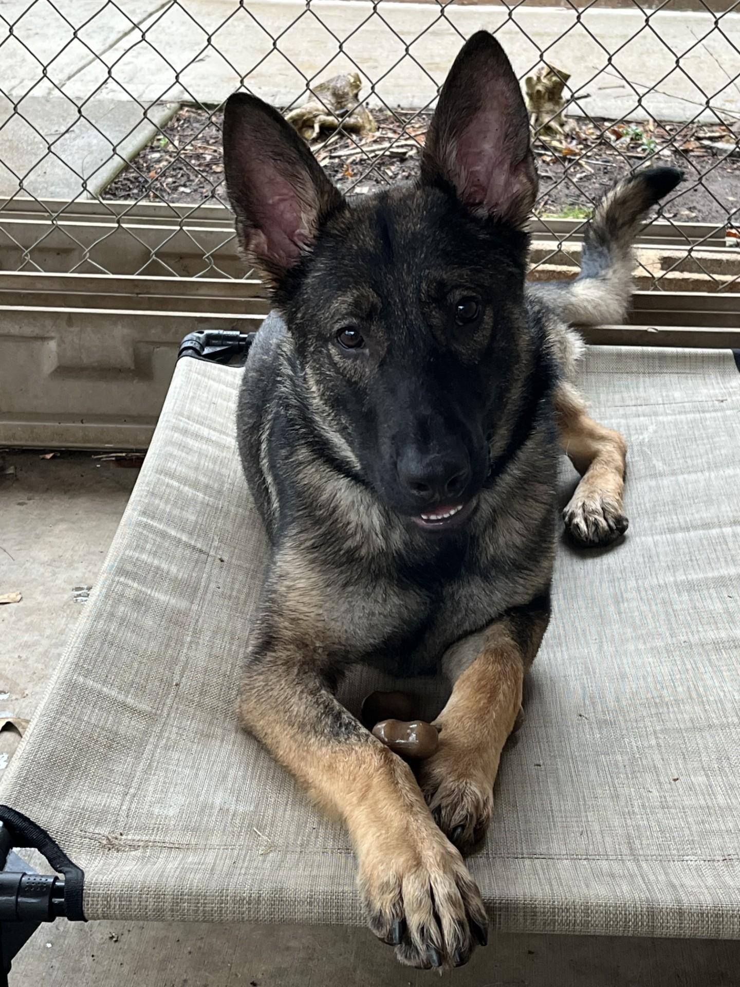 Enlarge Stryker, a Adoptable German Shepherd Dog in Loudon, TN image 3/3