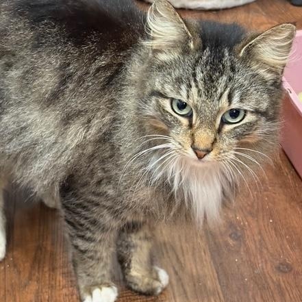Enlarge Elizabeth, an adopted Domestic Long Hair in Beaufort, SC image 3/6