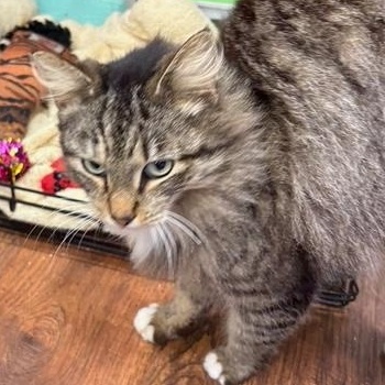Enlarge Elizabeth, an adopted Domestic Long Hair in Beaufort, SC image 4/6