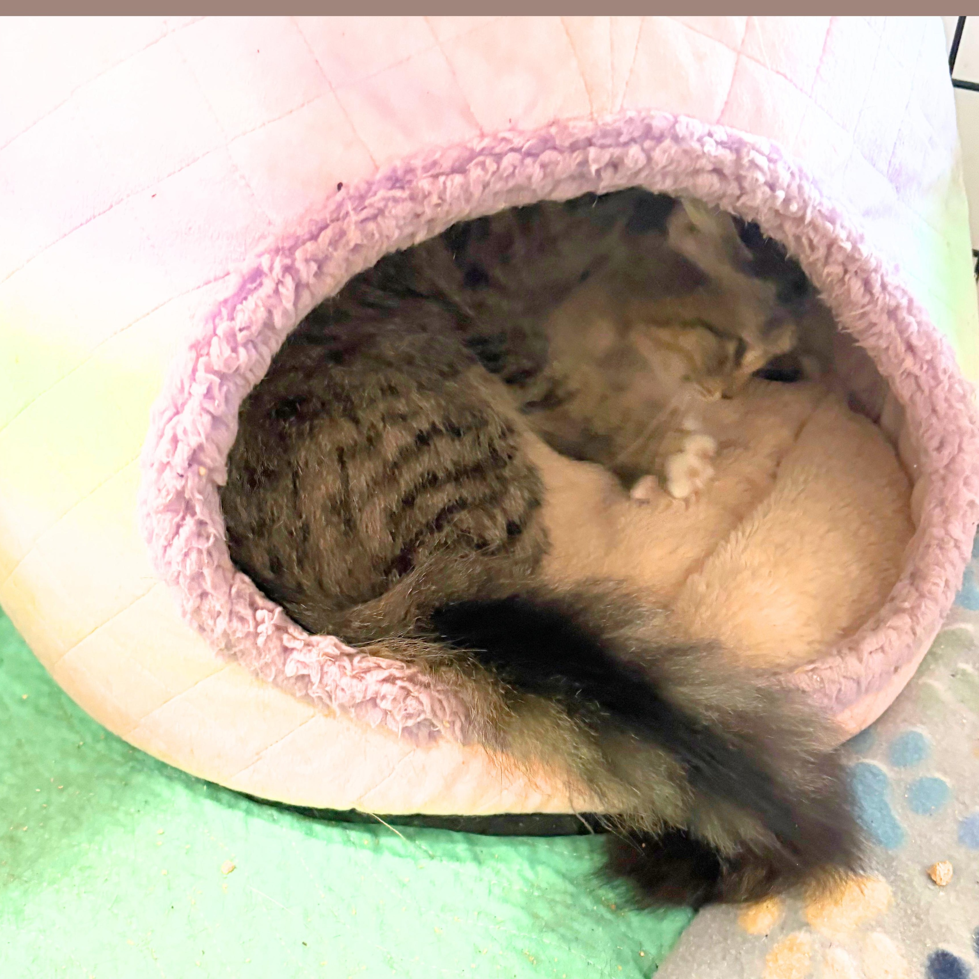 Enlarge Elizabeth, an adopted Domestic Long Hair in Beaufort, SC image 2/6