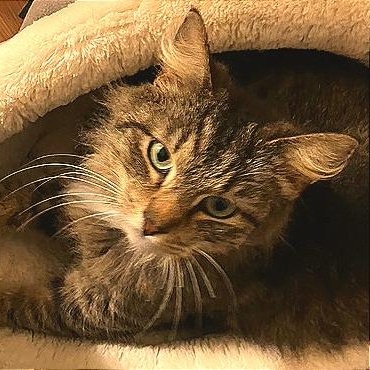 Elizabeth, adopted, Kitten Female Domestic Long Hair.