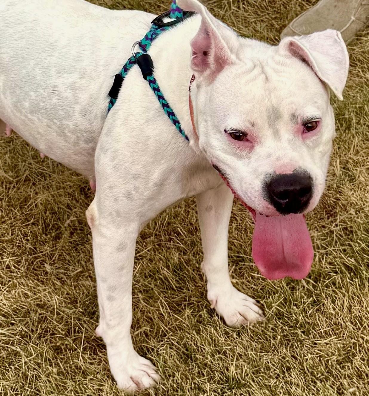 Snow, Adoptable, Adult Female Pit Bull Terrier.