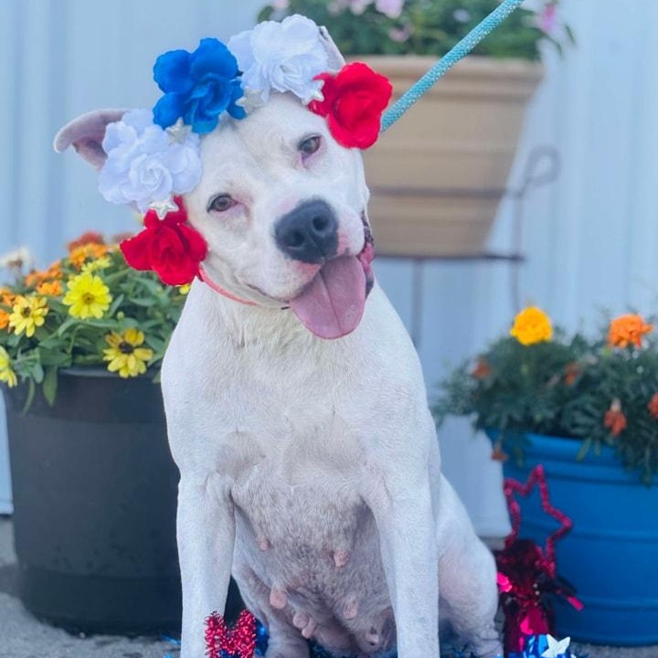 Snow, a Adoptable mixed breed in Effingham, IL image 2/5