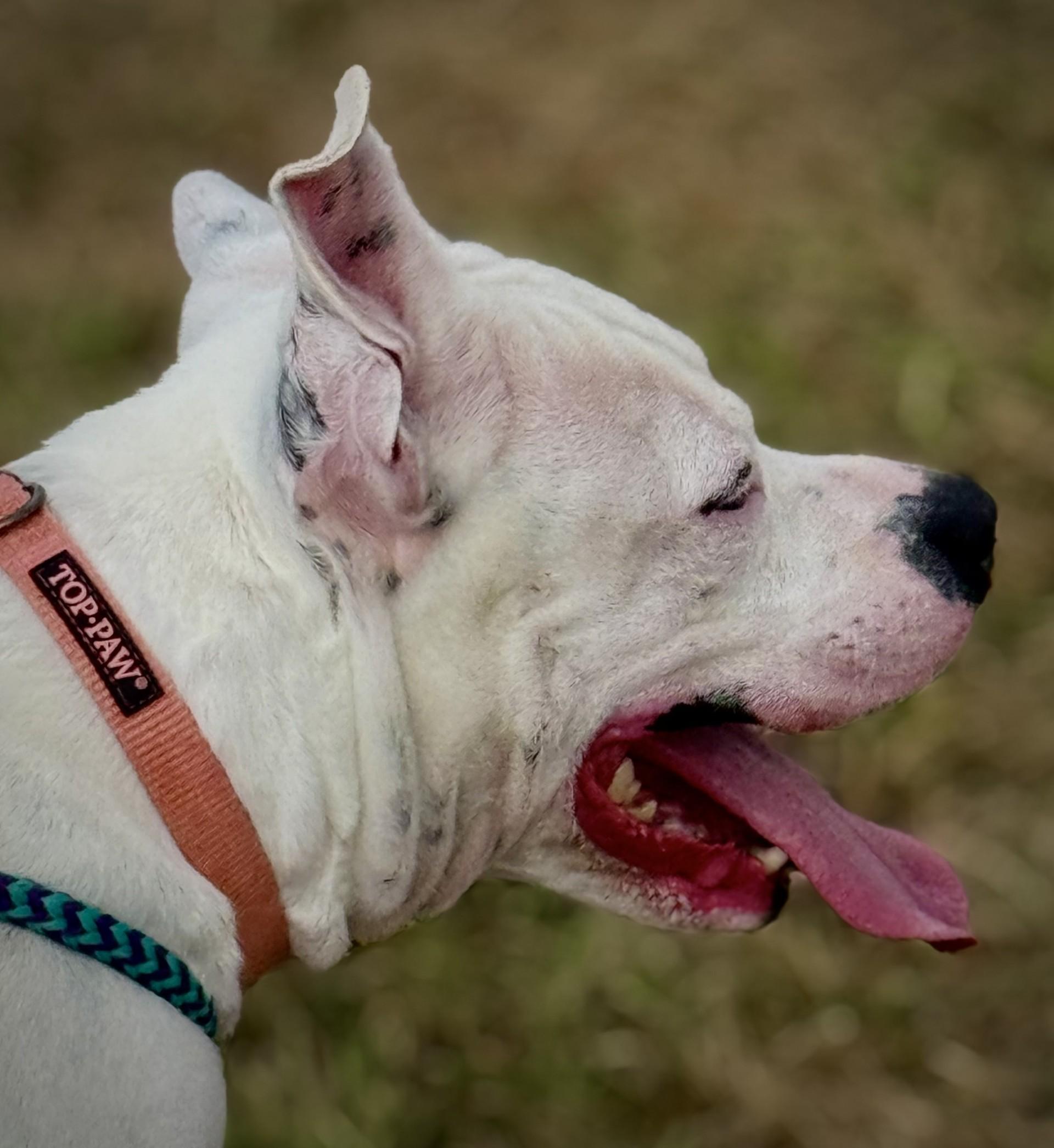 Snow, a Adoptable mixed breed in Effingham, IL image 3/5