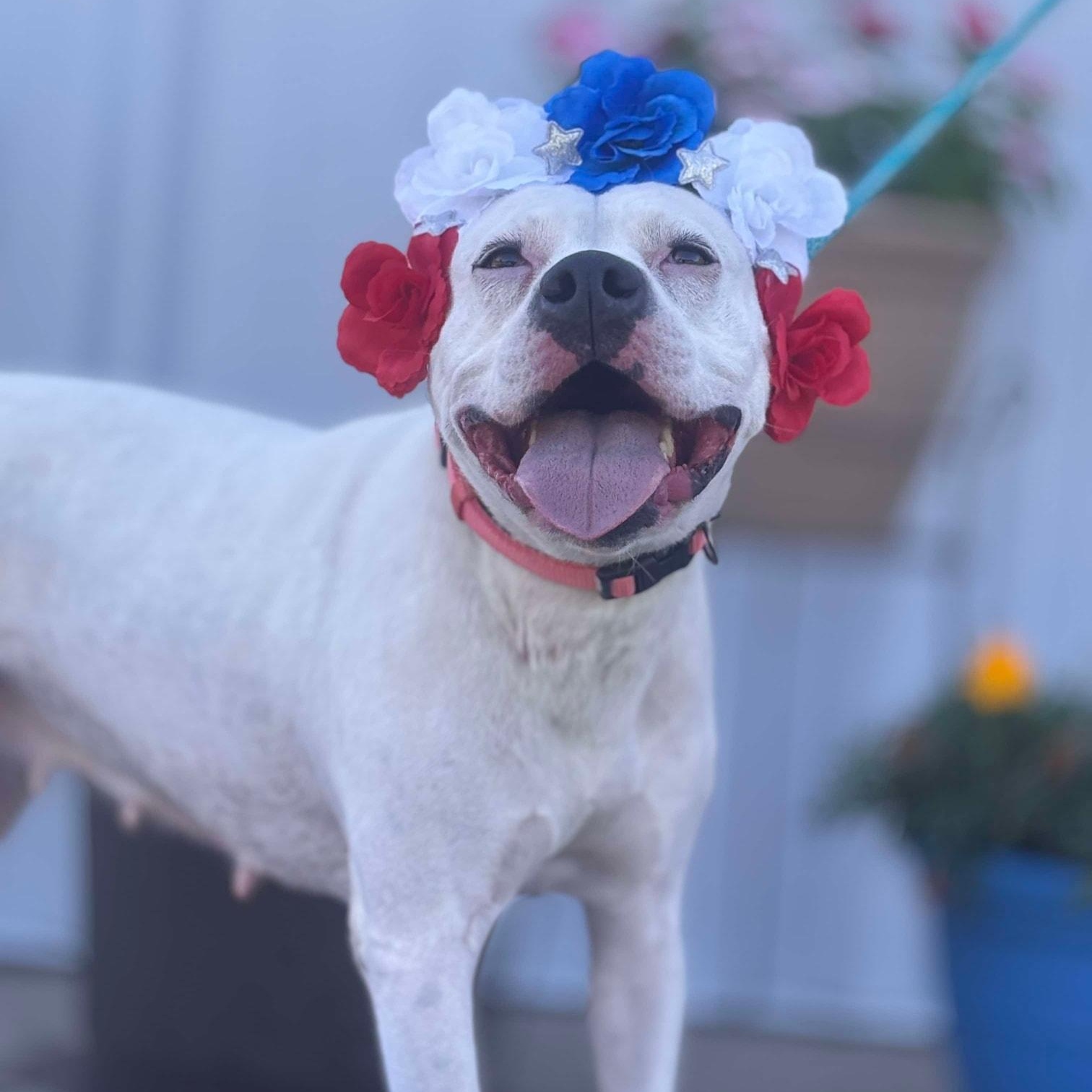 Snow, a Adoptable mixed breed in Effingham, IL image 4/5