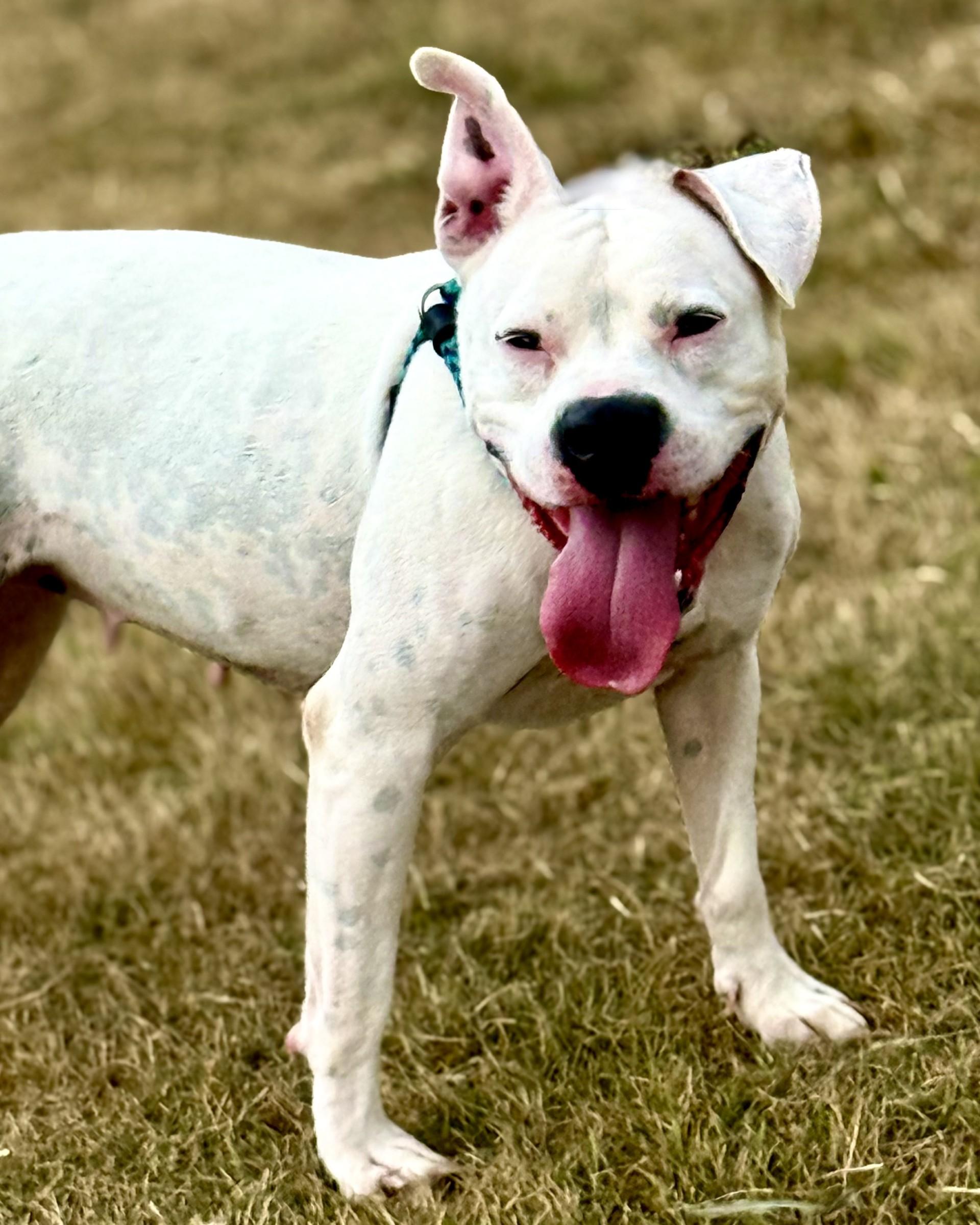 Snow, a Adoptable mixed breed in Effingham, IL image 5/5