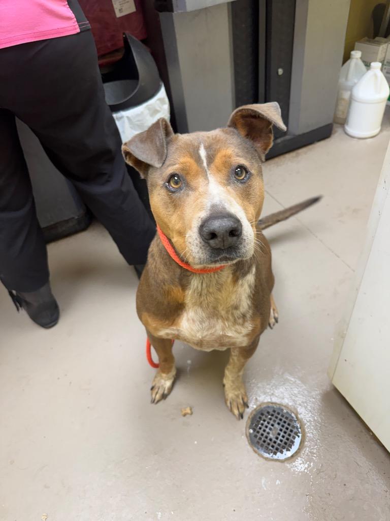 BREWSTER (NEUTERED), Adoptable, Adult Male American Bulldog & Mountain Cur.