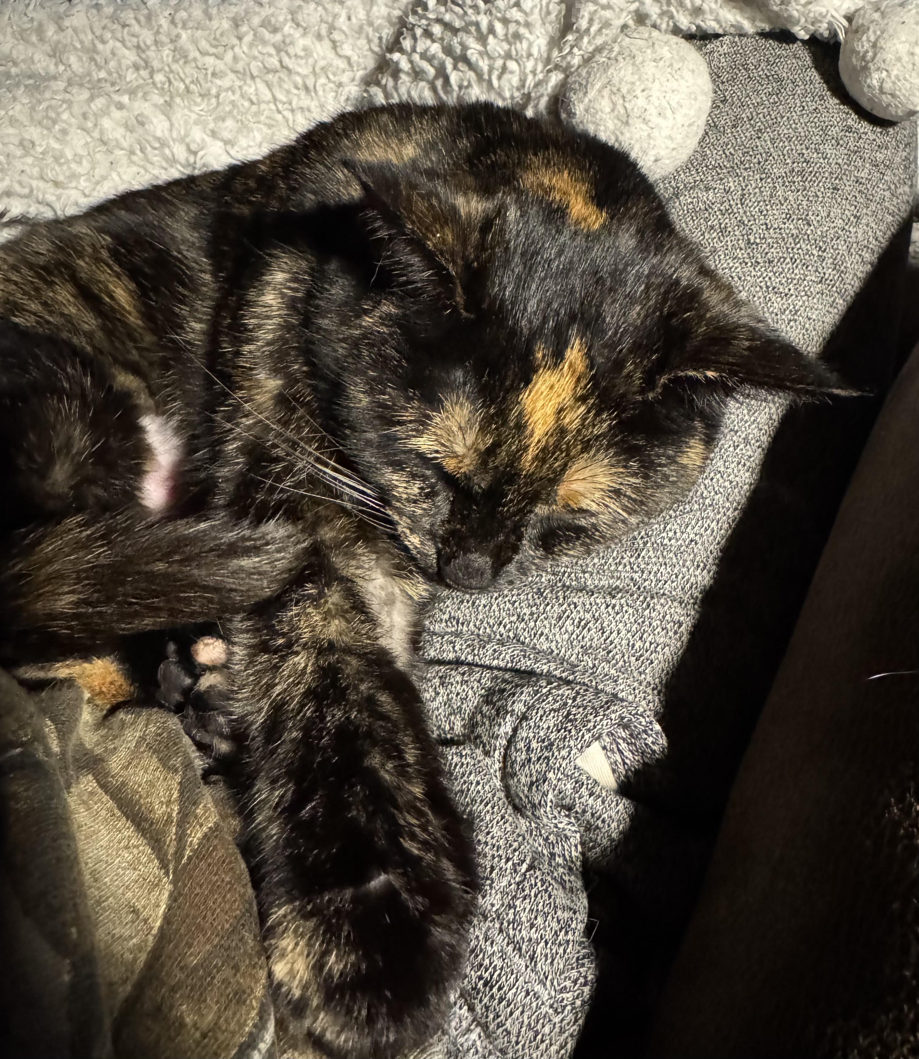 Enlarge Priscilla, a ADOPTABLE Domestic Short Hair in Troy, MI image 2/5