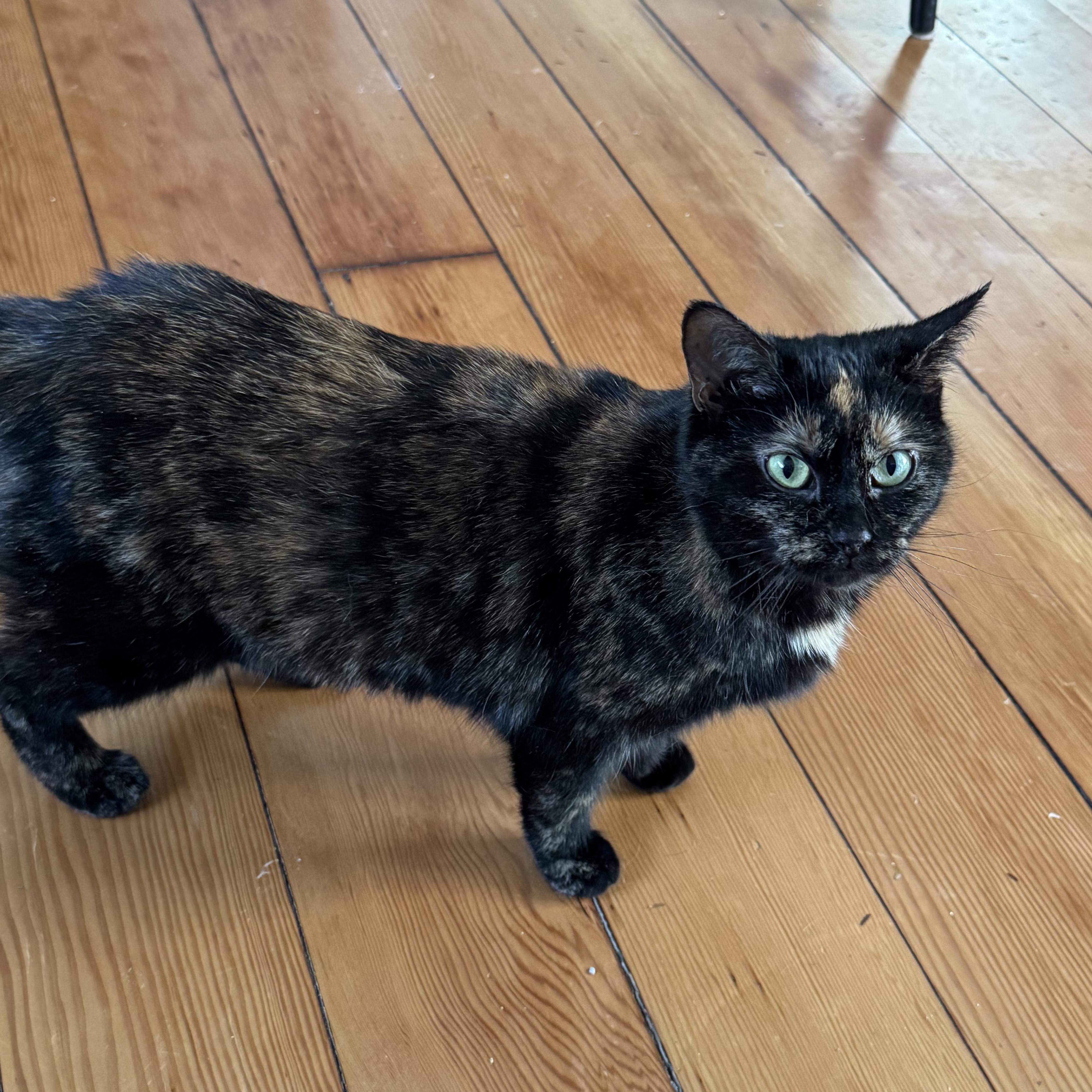 Priscilla, ADOPTABLE, Adult Female Domestic Short Hair.