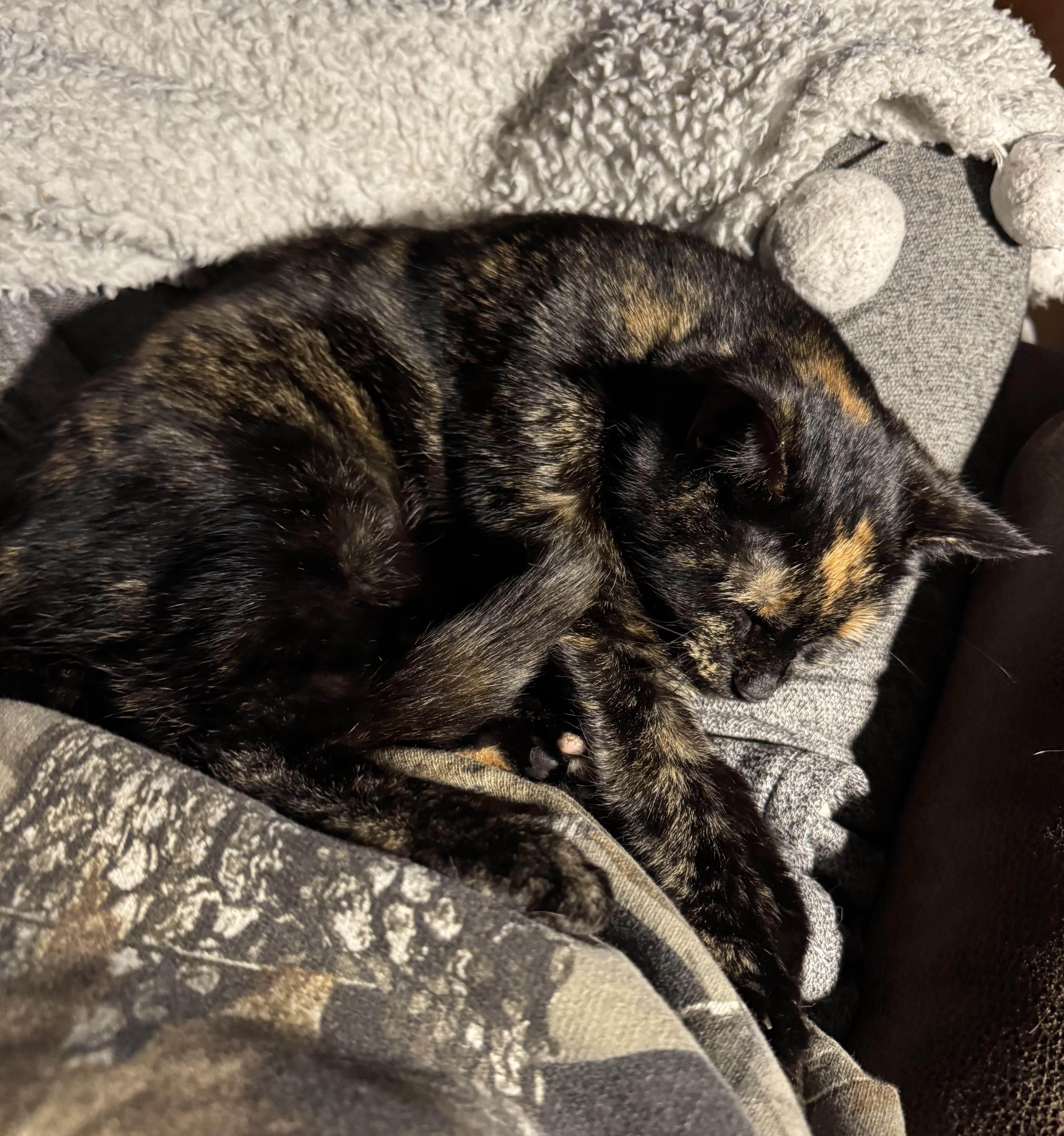 Enlarge Priscilla, a ADOPTABLE Domestic Short Hair in Troy, MI image 4/5