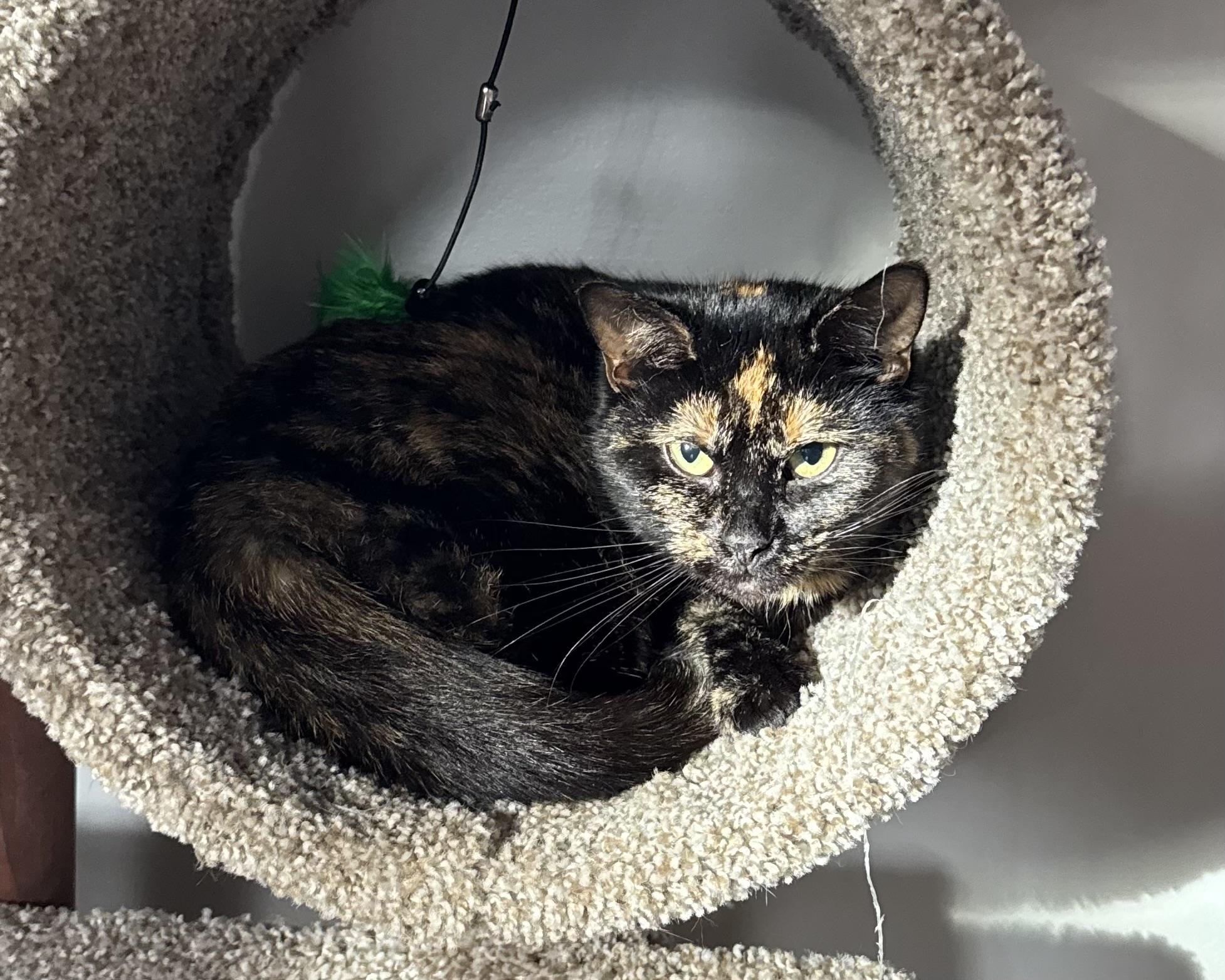 Enlarge Priscilla, a ADOPTABLE Domestic Short Hair in Troy, MI image 1/5