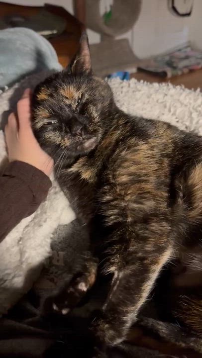 Enlarge Priscilla, a ADOPTABLE Domestic Short Hair in Troy, MI video 5/5