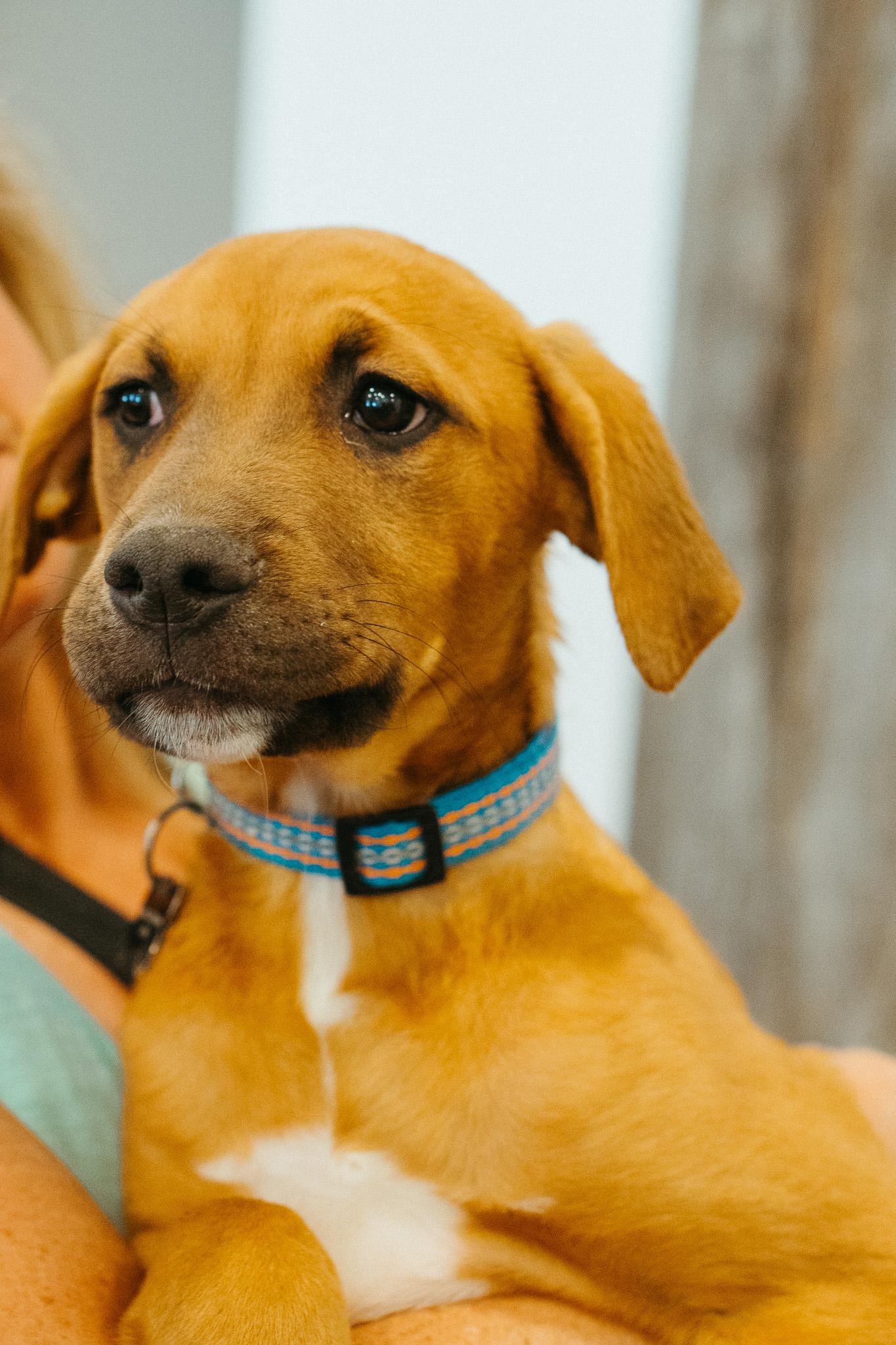 Andy, an adoptable Mixed Breed in Jackson, WY, 83002 | Photo Image 2