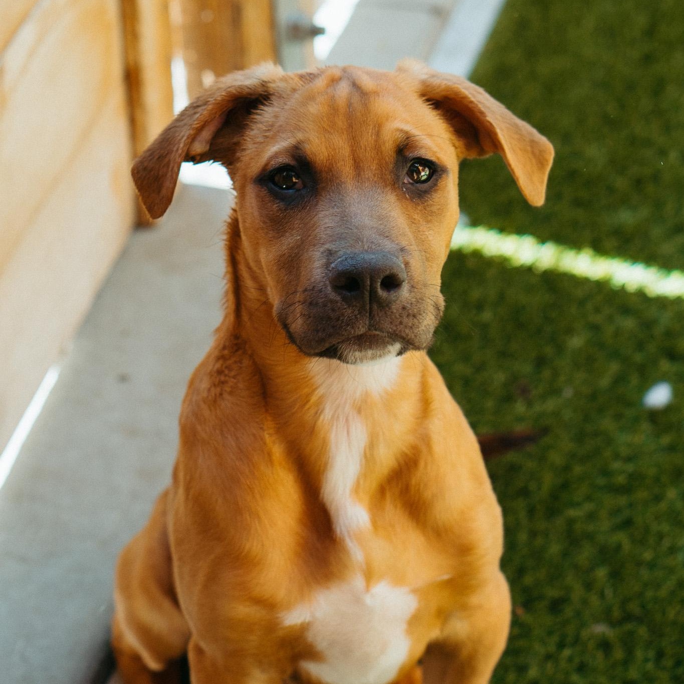 Andy, an adoptable Mixed Breed in Jackson, WY, 83002 | Photo Image 1