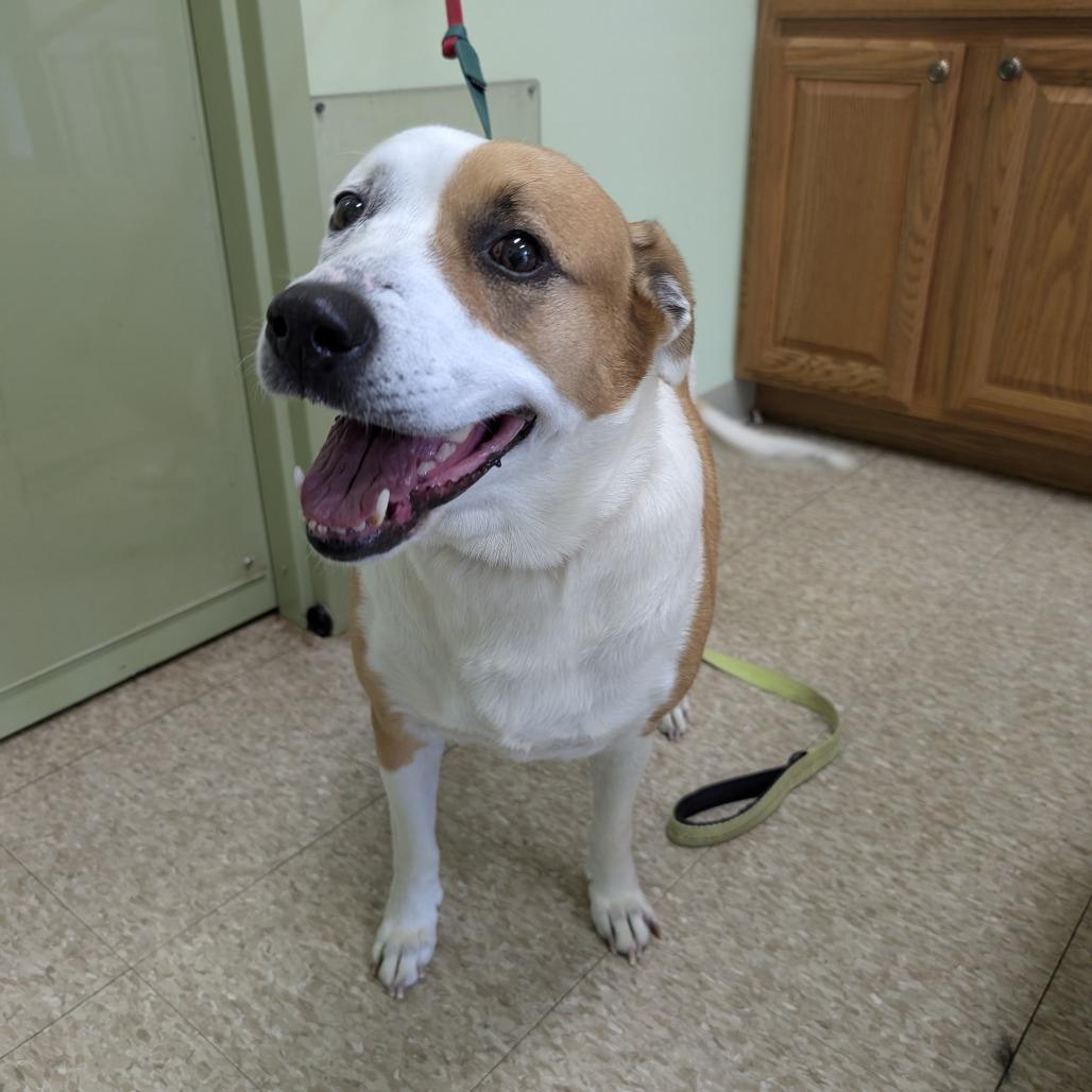 Cinnamon, Adoptable, Adult Female Mixed Breed.