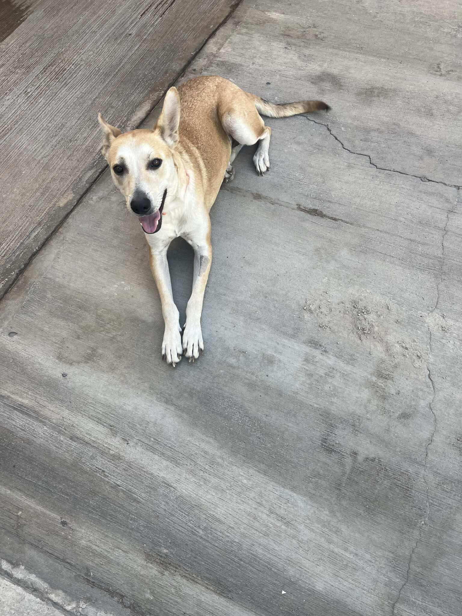 Enlarge Corina, a Adoptable Mixed Breed in Puyallup, WA image 5/6