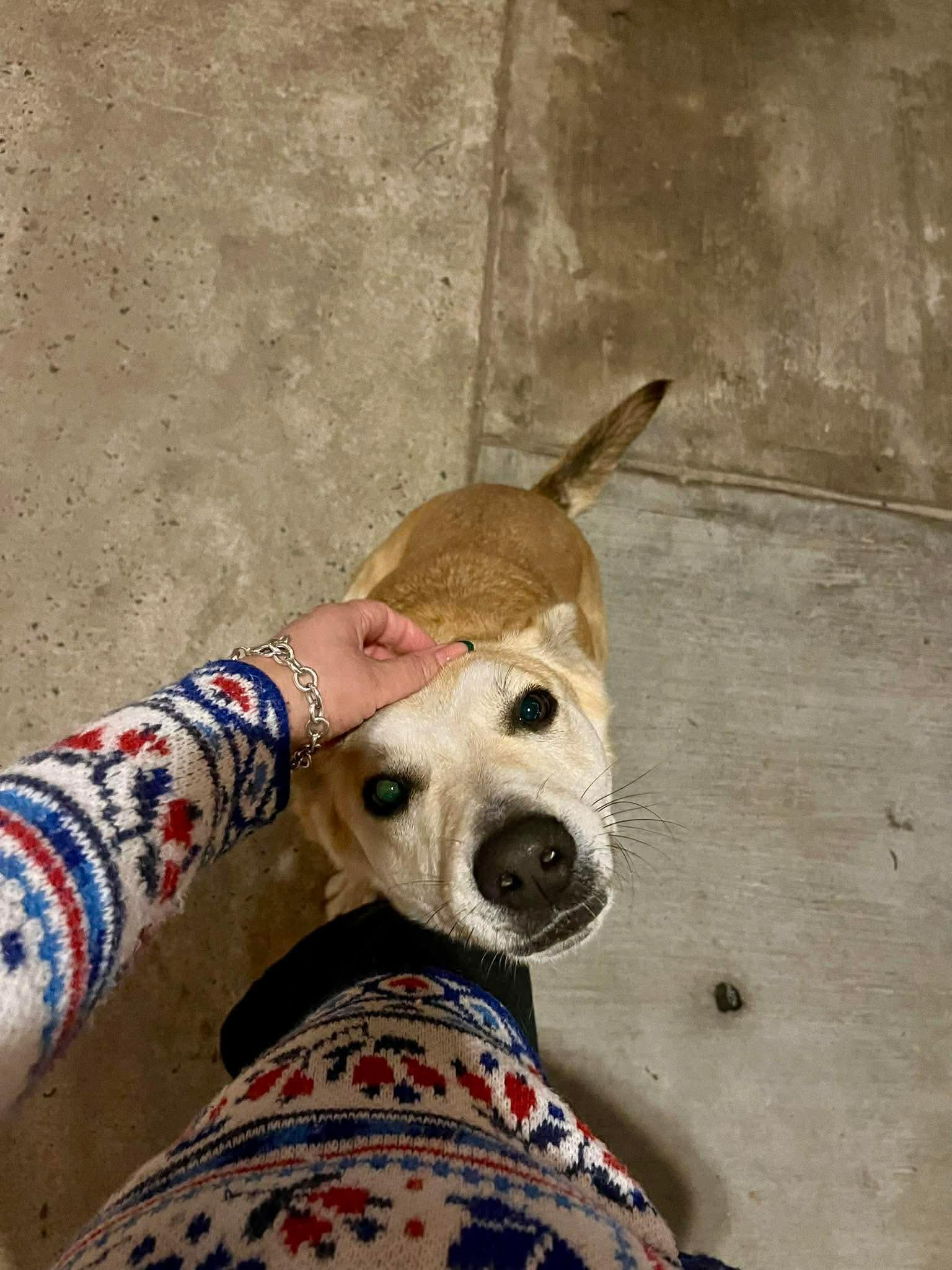 Enlarge Corina, a Adoptable Mixed Breed in Puyallup, WA image 3/6