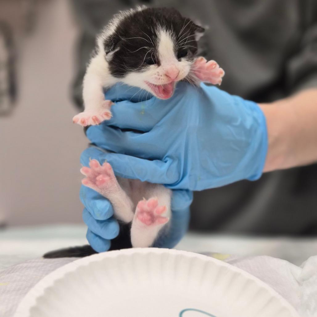 Melody, Adoptable, Kitten Female Domestic Short Hair.