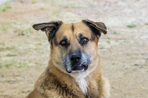 OSO, Adoptable, Adult Male German Shepherd Dog.