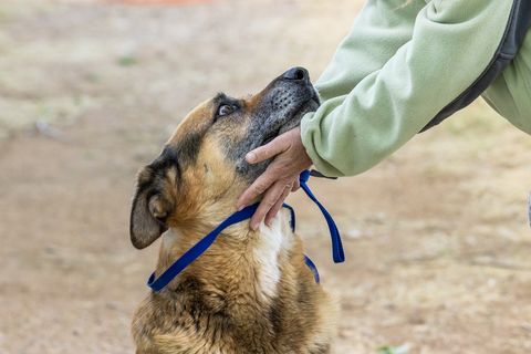 OSO, Adoptable, Adult Male German Shepherd Dog.